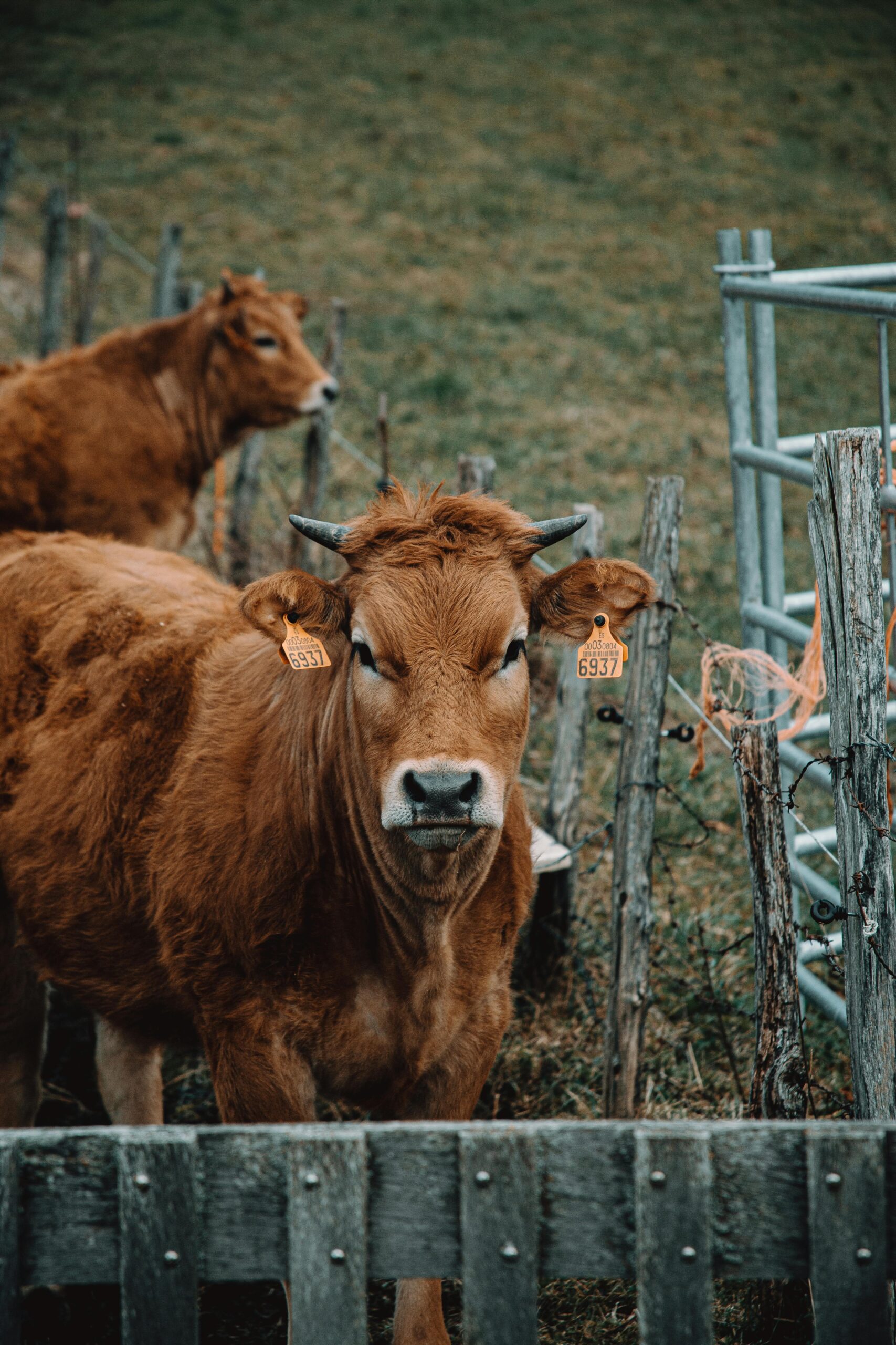 Two brown cows stand by a rustic wooden fence on a farm. Ideal for agricultural themes.