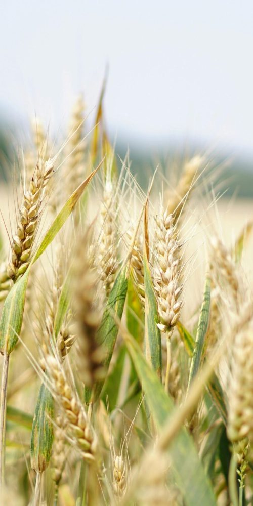 Close-up of a wheat field under a bright summer sky, perfect for agriculture and landscape themes.